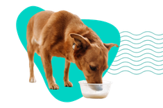 Czy pies może pić mleko? Nabiał w diecie czworonoga