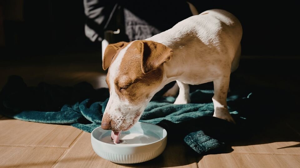 Zdjęcie przedstawia dorosłego psa rasy jack russel terrier pijącego mleko z miski.
