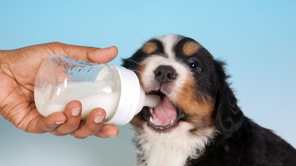 Zdjęcie przedstawia szczeniaka pijącego mleko z butelki.