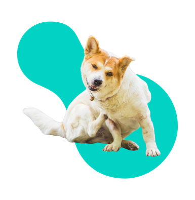 Nużyca u psa: objawy i przyczyny. Jak leczyć tę chorobę?