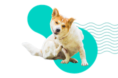 Nużyca u psa: objawy i przyczyny. Jak leczyć tę chorobę?