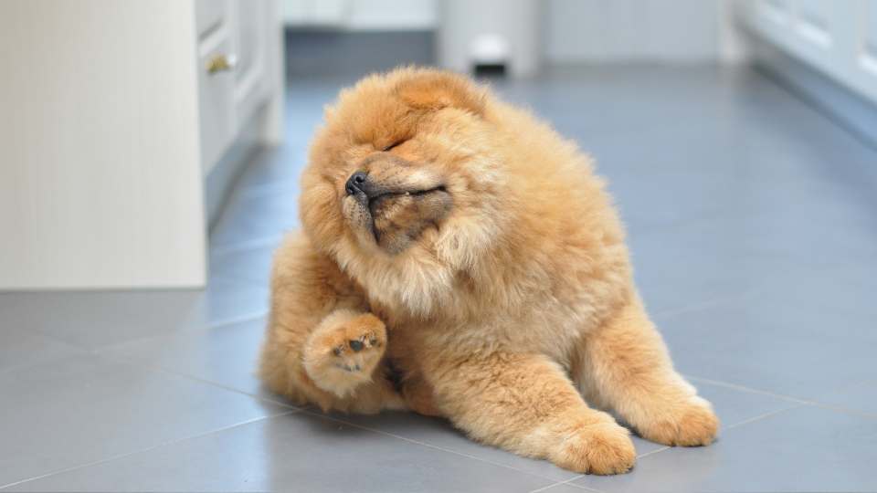 Zdjęcie przedstawia małego, puchatego, biszkoptowego psa, którego swędzi skóra, ponieważ choruje na nużycę