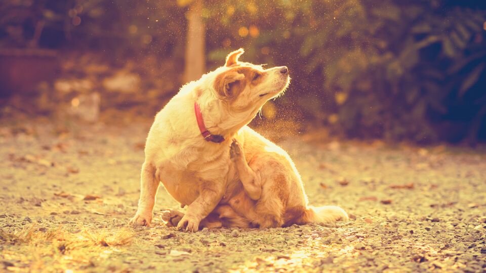 Zdjęcie przedstawia psa drapiącego się z powodu pcheł lub kleszcza
