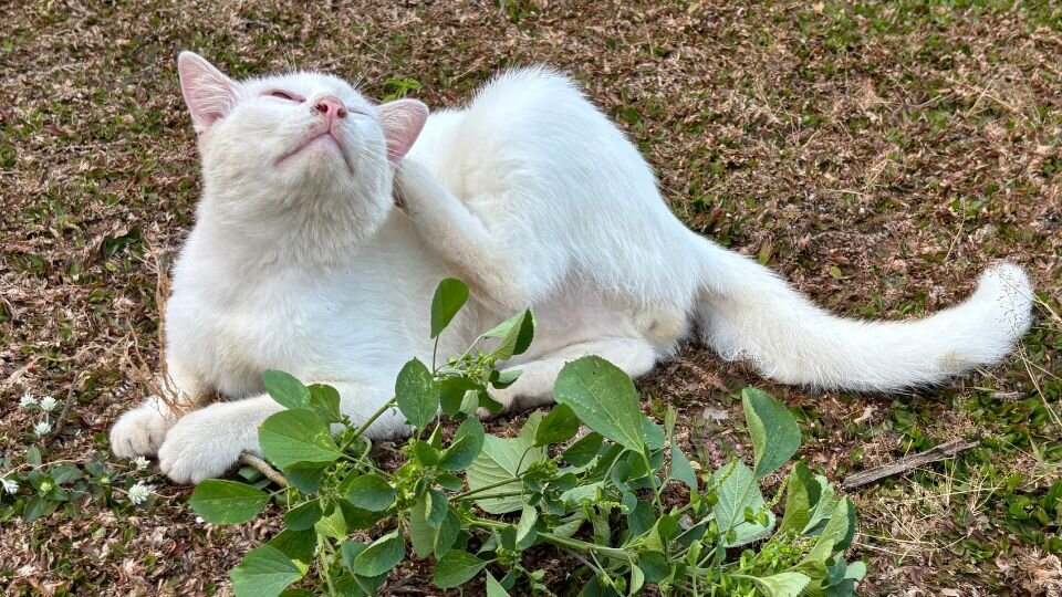 Zdjęcie przedstawia kota drapiącego się z powodu pcheł lub kleszcza