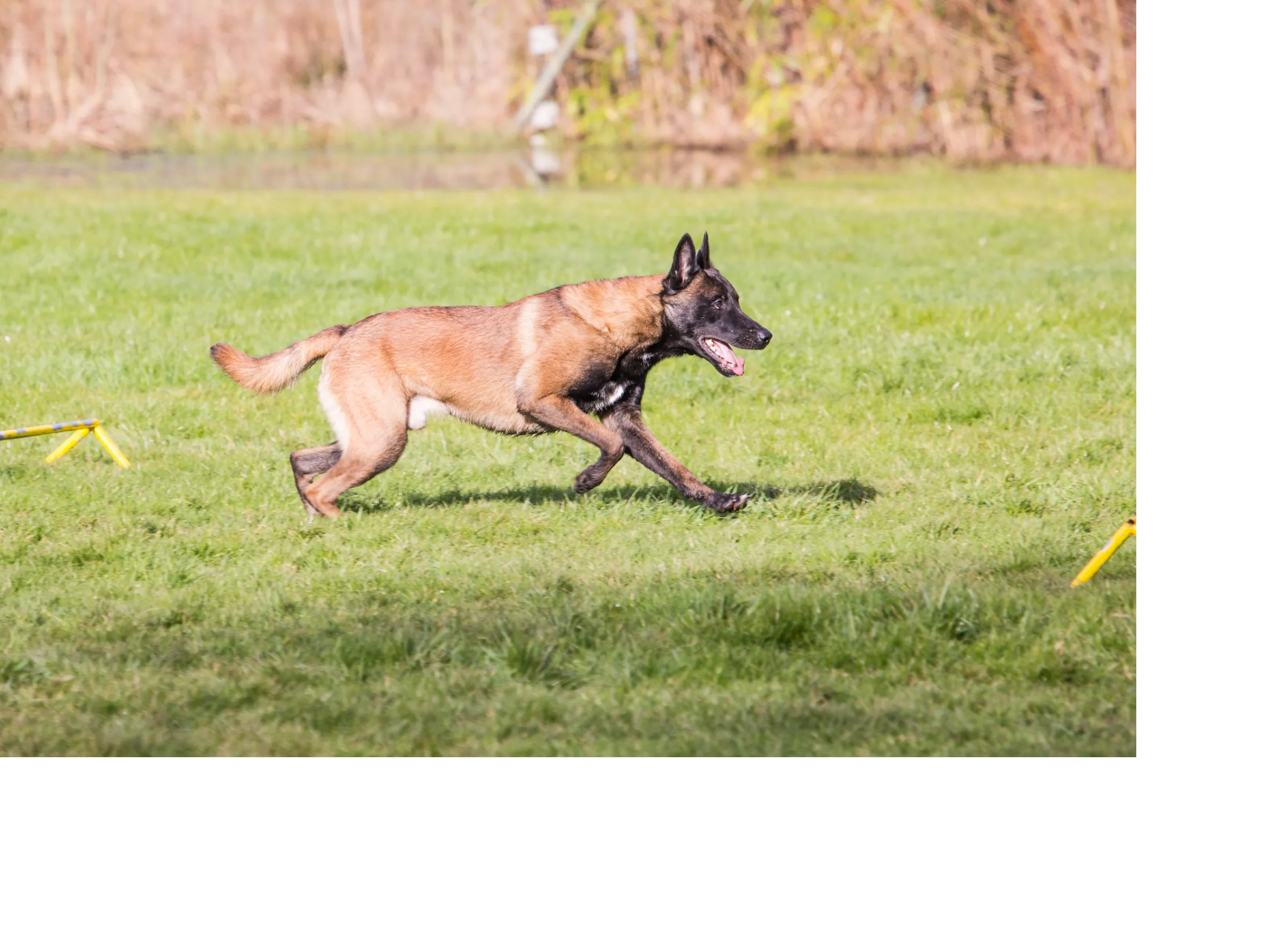 Malinois - wszystkie informacje i opis rasy