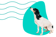 Gończy berneński krótkonożny