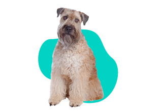 Irish soft coated wheaten terrier