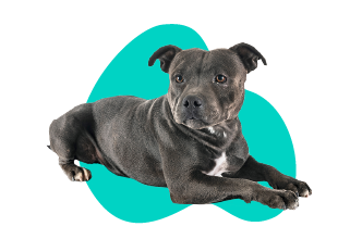 Staffordshire Bull Terrier