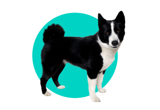 Karelski pies na niedźwiedzie