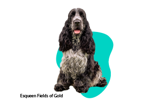Springer spaniel angielski