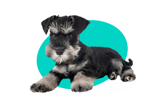 Sznaucer miniaturowy