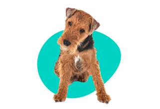 Terier walijski 