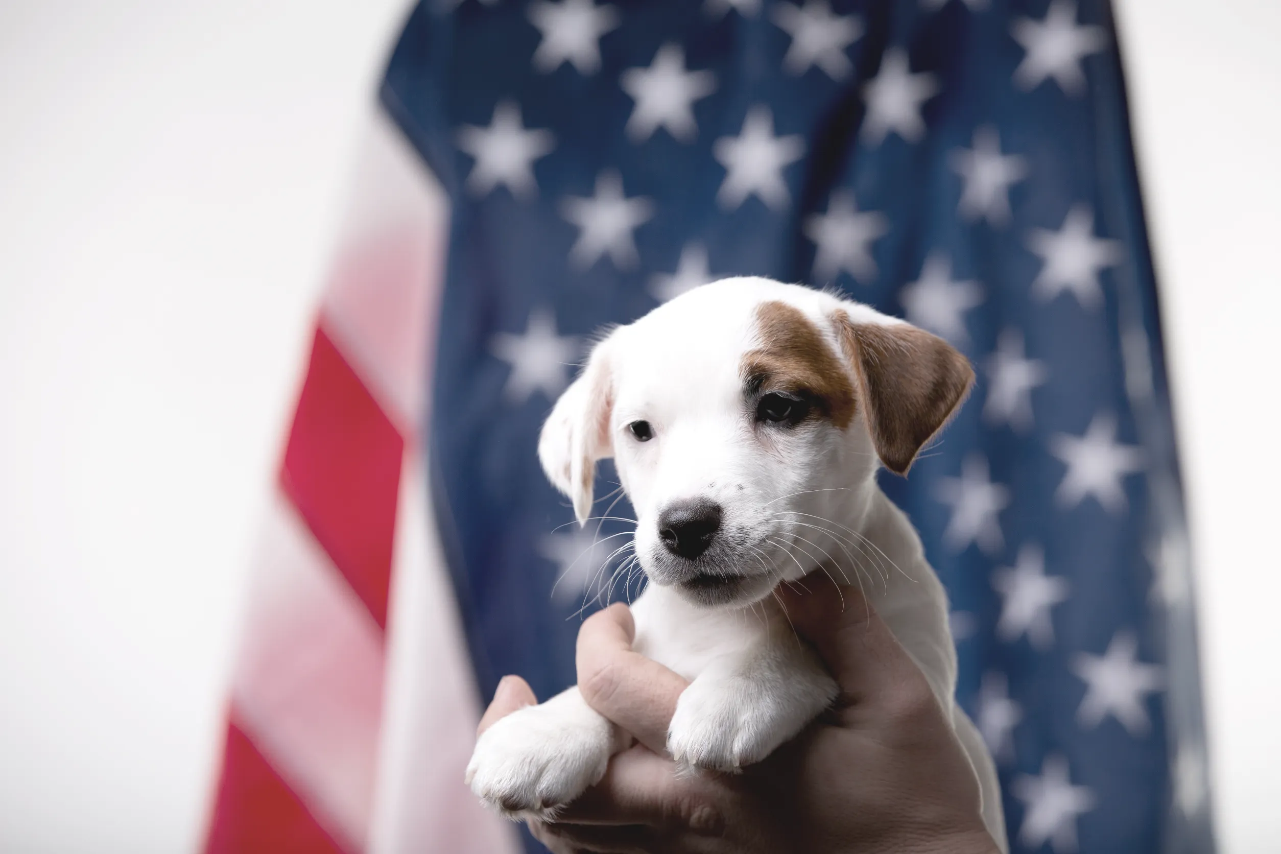 Amerykańskie rasy psów - 10 najpopularniejszych ras psów z USA - Zoocial.pl