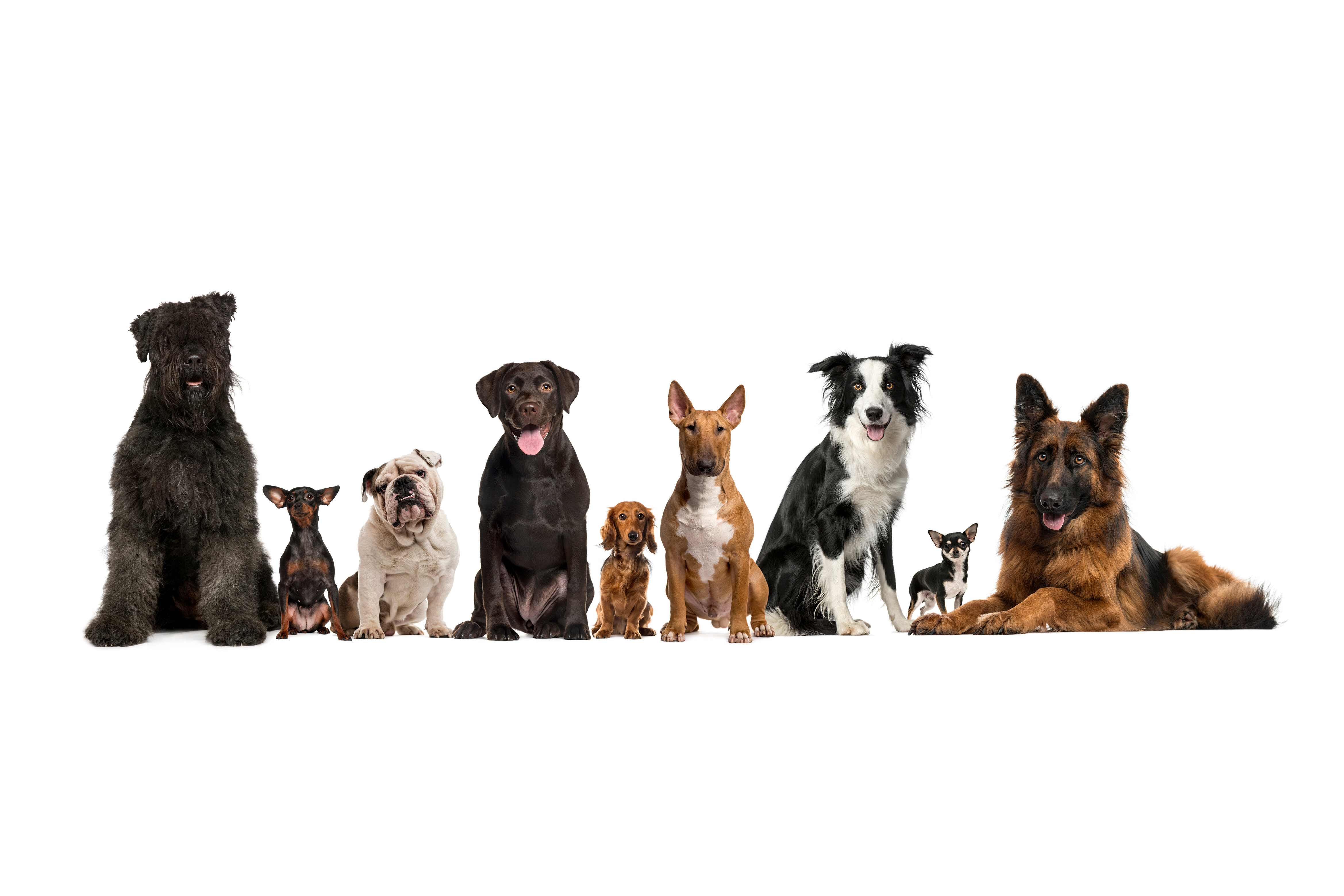 Rasy psów — skąd się biorą? Ile ich jest?