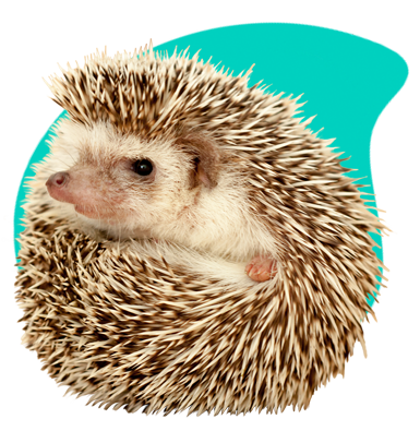 Jeż w ogrodzie — wszystko, co musisz wiedzieć!