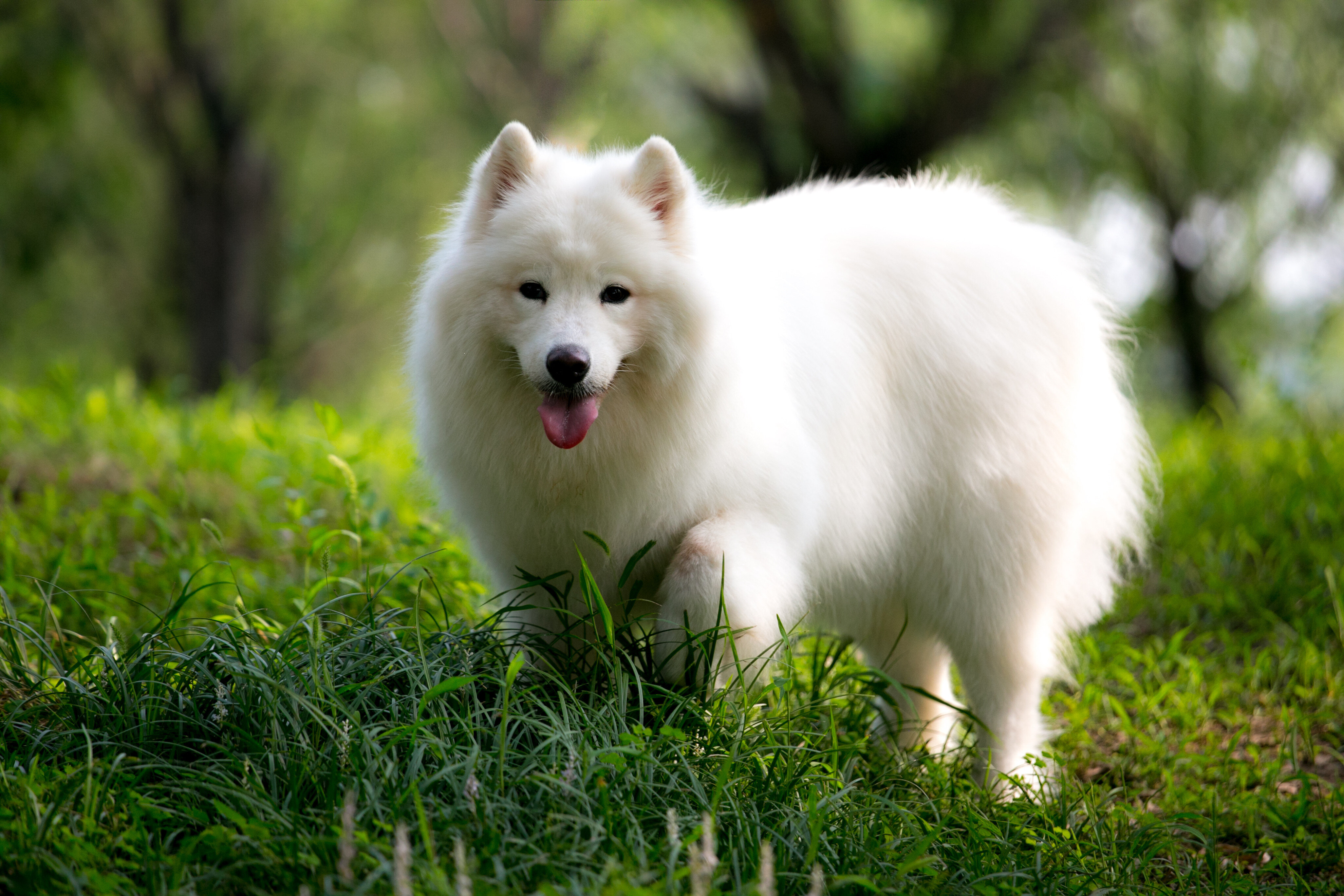Ile kosztuje samojed — cena za rasowego psa!