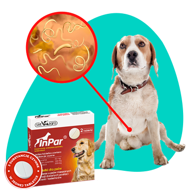 Pasożyty wewnętrzne u psa: rodzaje, przyczyny