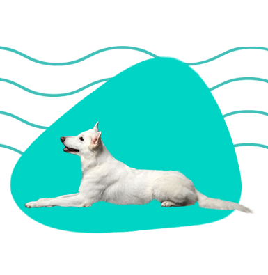 Biały owczarek szwajcarski