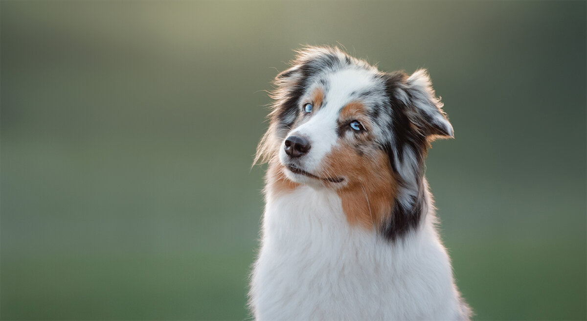 Miniaturowy owczarek amerykański