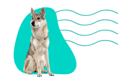 Wilczak czechosłowacki