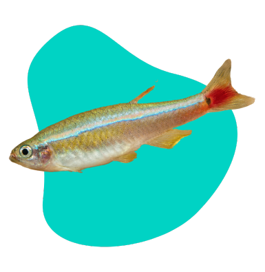 Kardynałek chiński — opis gatunku i wszystkie informacje