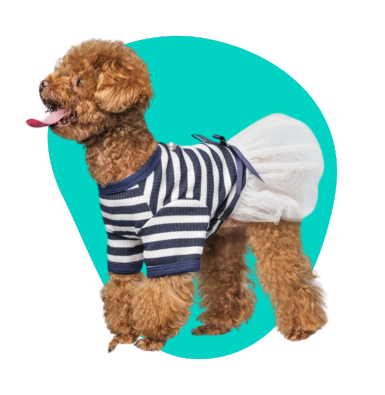 Majtki dla psa: rodzaje. Kiedy i jak stosować?