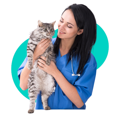 Bezstresowa wizyta u weterynarza - jak przygotować kota i dlaczego to takie ważne?