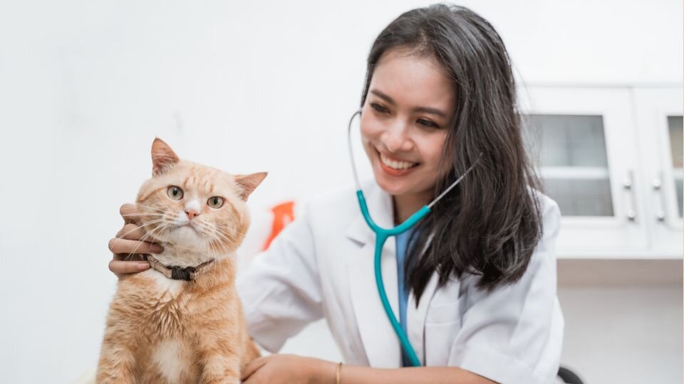 Zdjęcie przedstawiające lekarkę weterynarii badającą rudego kota