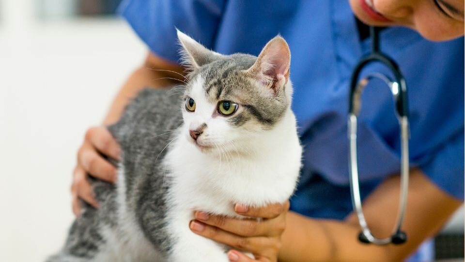 Zdjęcie przedstawiające kota w rękach lekarki weterynarii