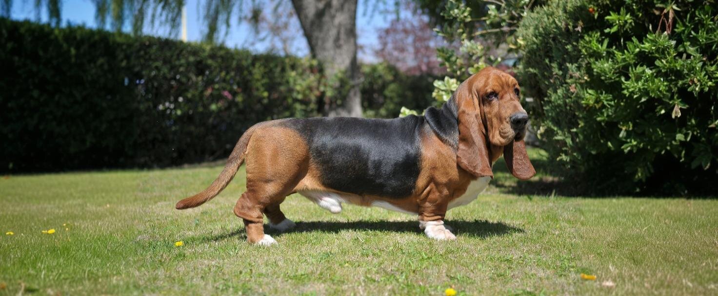 Basset hound