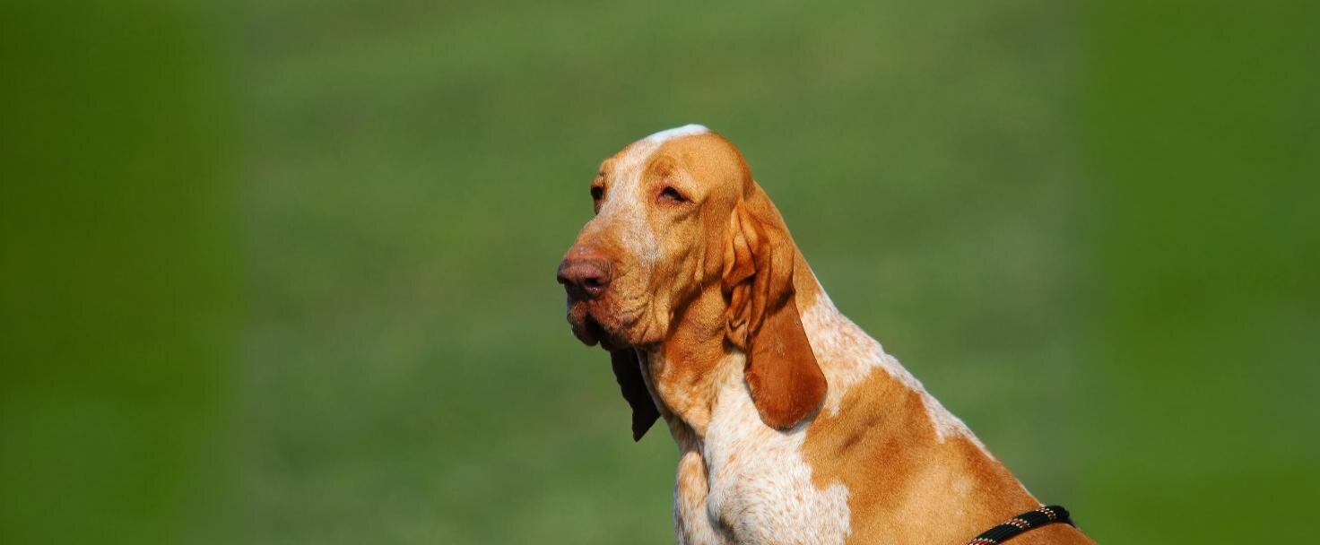Basset hound