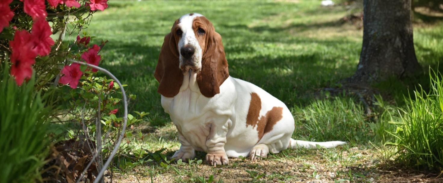 Basset hound