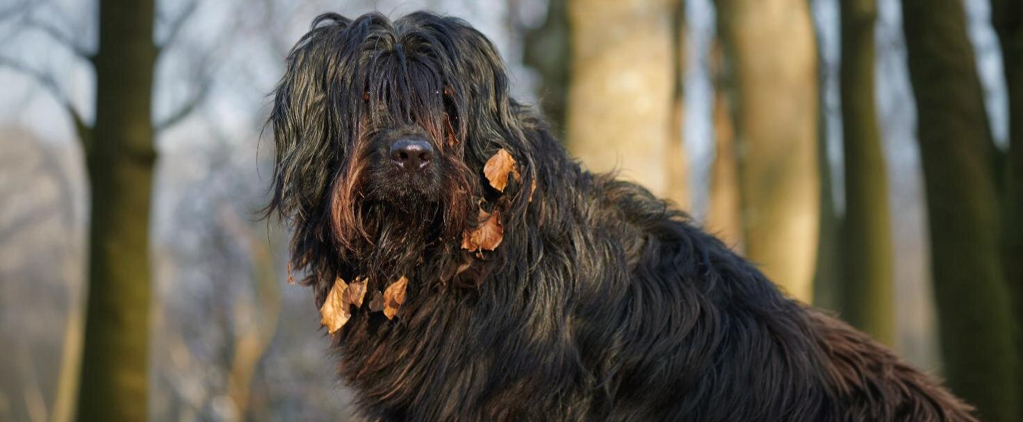 Bergamasco 