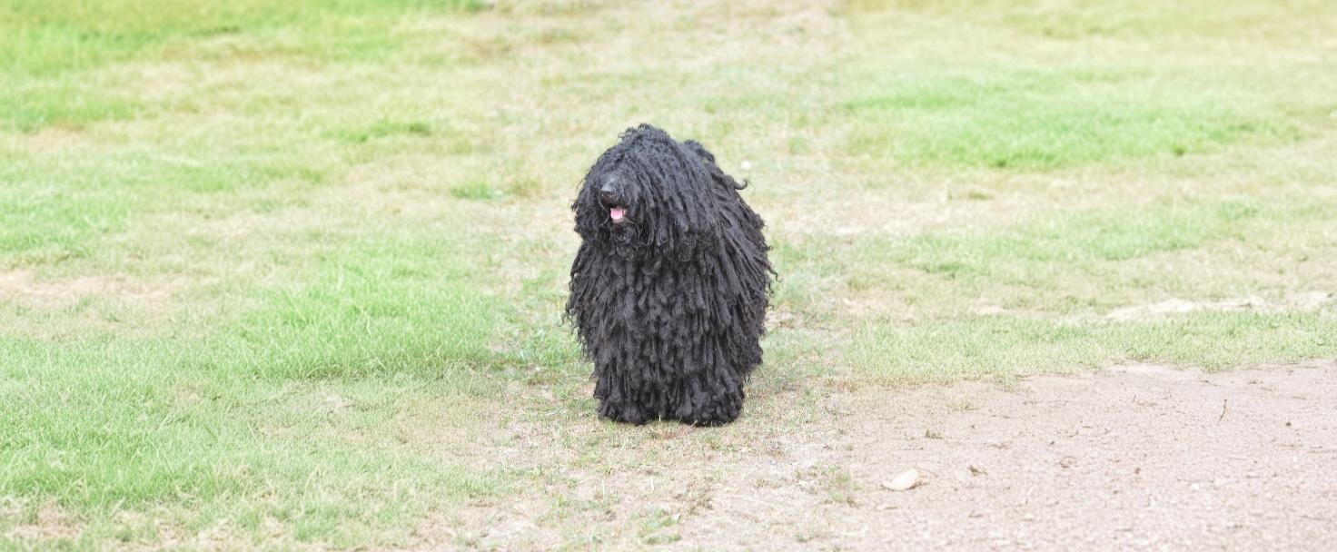 Bergamasco 