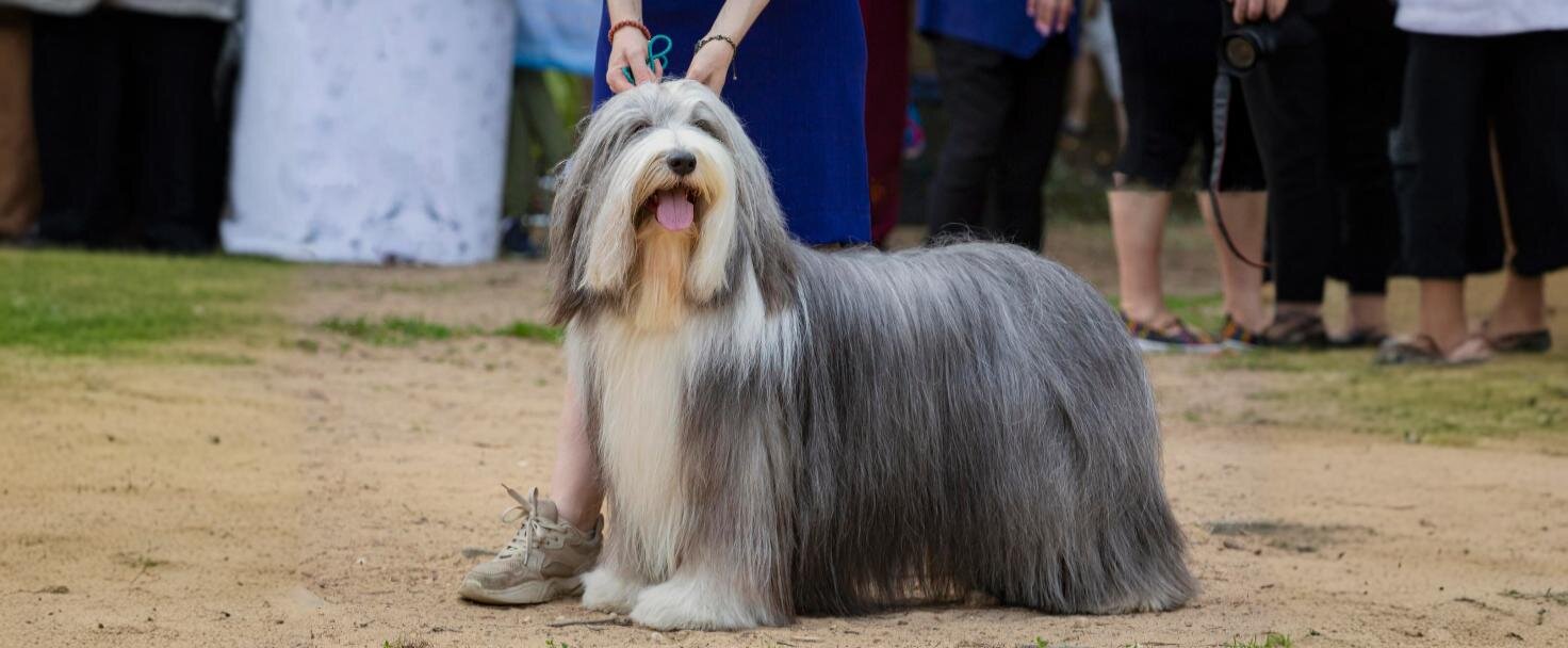 Bearded collie