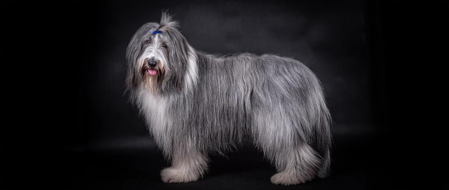 Bearded collie