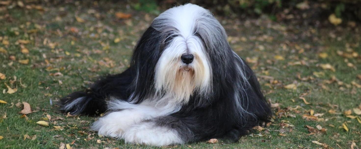 Bearded collie