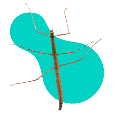 Patyczak — hodowla, wygląd, charakterystyka