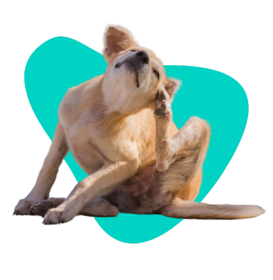 Wszoły - przyczyny i objawy występowania wszołów u psa 