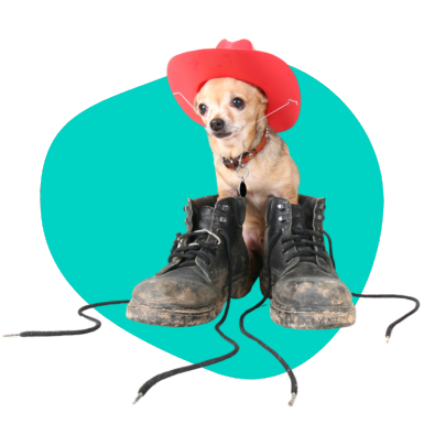 Buty dla psa: kiedy są potrzebne i jak wybrać odpowiednie?