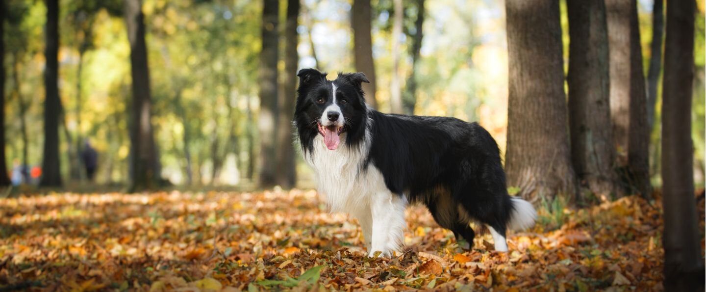 Border collie