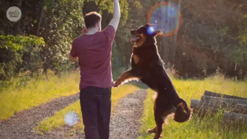 Gdzie na spacer z psem Wrocław wyprowadzanie psa we wrocławiu pethomer opiekun dla psa petsitter Park Południowy Park Grabiszyński