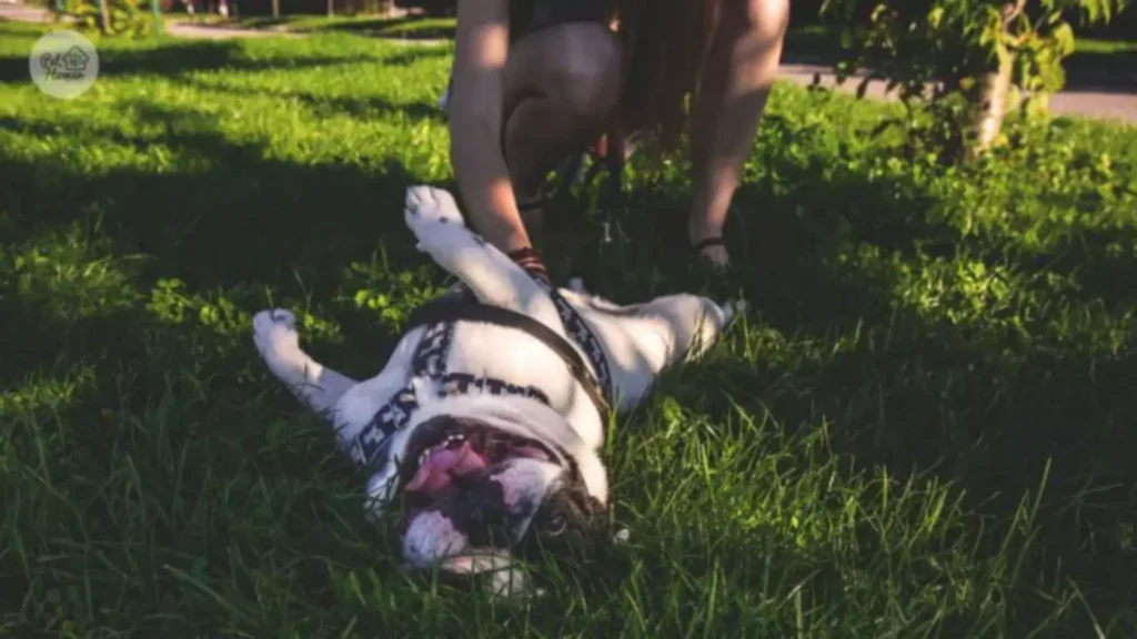 Gdzie na spacer z psem Wrocław wyprowadzanie psa we wrocławiu pethomer opiekun dla psa petsitter Park Południowy Park Grabiszyński