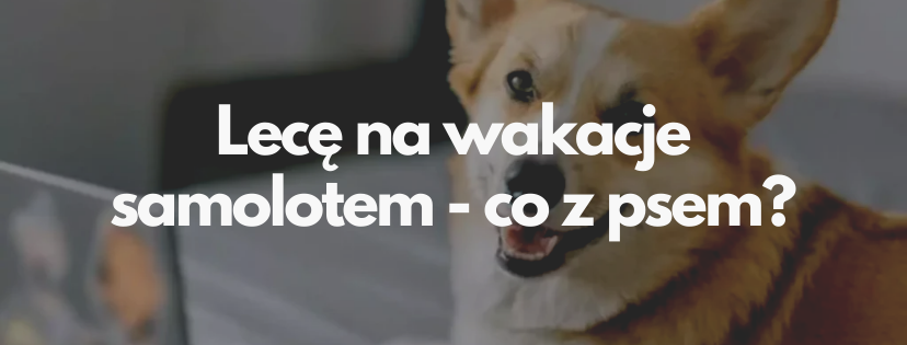 co z psem na wakacje