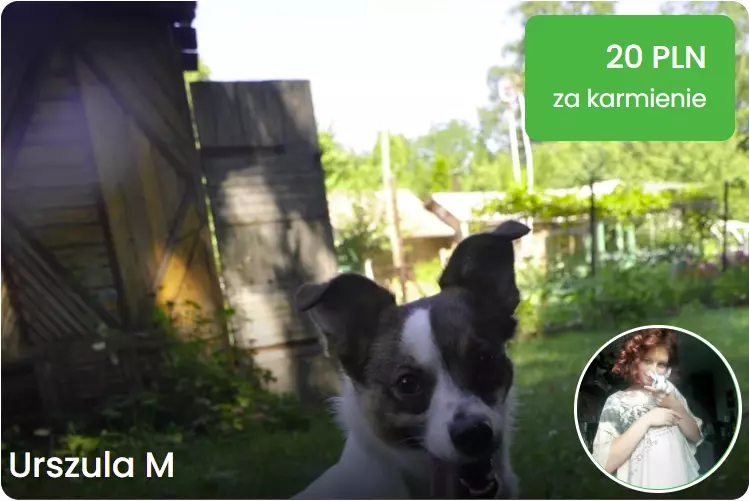 petsitter poznan