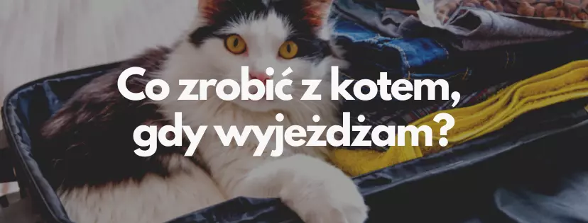 Co zrobić z kotem, gdy wyjeżdżam?