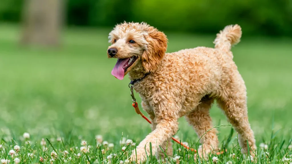 Wyprowadzanie psów — Poznań