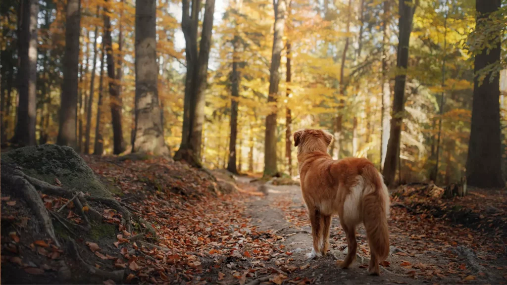 Wyprowadzanie psów — Poznań