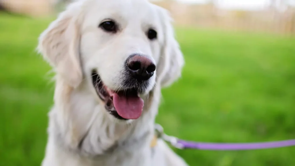 Wyprowadzanie psów — Poznań