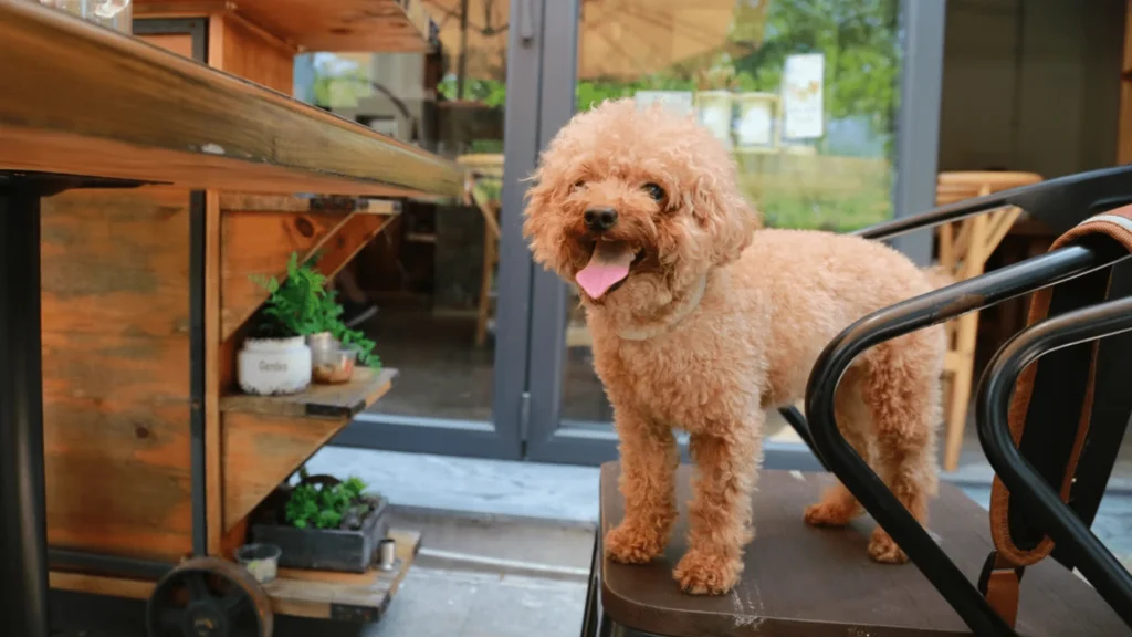 Gdzie z psem nad wodę w Warszawie?